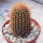 JASMINOCEREUS thouarsii var. sclerocarpus clone 1
