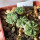 AZTEKIUM RITTERI, ONE POT