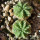 AZTEKIUM ritteri f. rotundum GCG 10005, El Barreal, one pot