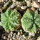 AZTEKIUM ritteri f. rotundum GCG 10005, El Barreal, one pot