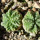 AZTEKIUM ritteri f. rotundum GCG 10005, El Barreal, one pot