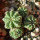 AZTEKIUM ritteri f. rotundum GCG 10005, El Barreal, one pot