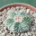 AZTEKIUM ritteri, 2,4 cm, one plant