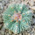 AZTEKIUM ritteri, 2,5 cm, one plant