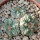 AZTEKIUM ritteri, 3,6 (3,1) cm, one three headed plant