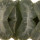HAWORTHIA truncata cv. Daisetsuzan, illustrative photo