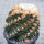 ARIOCARPUS fissuratus var. hintonii  f. spiralis PP 352, illustrative photo