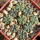AZTEKIUM ritteri, one pot 5 cm, 9 pieces