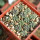 AZTEKIUM ritteri, one pot 5 cm, 14 pieces