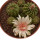 GYMNOCALYCIUM cv. German Helmet, illustrative photo