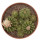 GYMNOCALYCIUM cv. German Helmet, illustrative photo