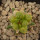 ARIOCARPUS fissuratus f. gracilis variegata, Terlingua,