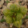 ARIOCARPUS fissuratus f. gracilis variegata, Terlingua,