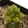 ARIOCARPUS fissuratus f. gracilis variegata, Terlingua,