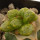 ARIOCARPUS fissuratus f. gracilis variegata, Terlingua,