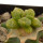 ARIOCARPUS fissuratus f. gracilis variegata, Terlingua,
