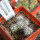 CORYPHANTHA alversonii SB 1800, 1 pot, 5 -  6pcs.