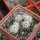 CORYPHANTHA alversonii SB 1800, 1 pot, 5 -  6pcs.