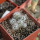 CORYPHANTHA alversonii SB 1800, 1 pot, 5 -  6pcs.