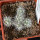 CORYPHANTHA alversonii SB 1800, 1 pot, 5 -  6pcs.