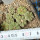 AZTEKIUM ritteri, 8 plants, one pot