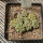 AZTEKIUM ritteri, 8 plants, one pot