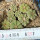 AZTEKIUM ritteri, 8 plants, one pot
