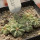 AZTEKIUM ritteri, 8 plants, one pot