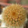 BRACHYCEREUS nesioticus clone P4, one pot, one plant 