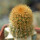 BRACHYCEREUS nesioticus clone P4, one pot, one plant 