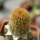 BRACHYCEREUS nesioticus clone P4, one pot, one plant 