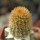 BRACHYCEREUS nesioticus clone P4, one pot, one plant 