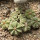 AZTEKIUM ritteri, 8 plants, one pot