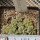 AZTEKIUM ritteri, 8 plants, one pot
