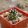 ECHINOCEREUS davisii f. brevispinus, SEEDLING !!!