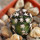 ECHINOCEREUS davisii f. brevispinus, SEEDLING !!!