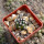 ECHINOCEREUS davisii f. brevispinus, SEEDLING !!!