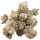 ASTROPHYTUM myriostigma var. strongylogonum cv. Cernobyl, illustrative photo
