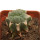 LOPHOPHORA alberto-vojtechii f. cristata