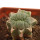 LOPHOPHORA alberto-vojtechii f. cristata