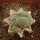 LOPHOPHORA alberto-vojtechii f. cristata