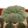LOPHOPHORA alberto-vojtechii f. cristata