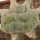 LOPHOPHORA alberto-vojtechii f. cristata