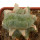 LOPHOPHORA alberto-vojtechii f. cristata