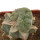 LOPHOPHORA alberto-vojtechii f. cristata