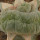 LOPHOPHORA alberto-vojtechii f. cristata