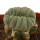 LOPHOPHORA alberto-vojtechii f. cristata