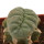 LOPHOPHORA alberto-vojtechii f. cristata