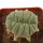 LOPHOPHORA alberto-vojtechii f. cristata
