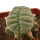LOPHOPHORA alberto-vojtechii f. cristata